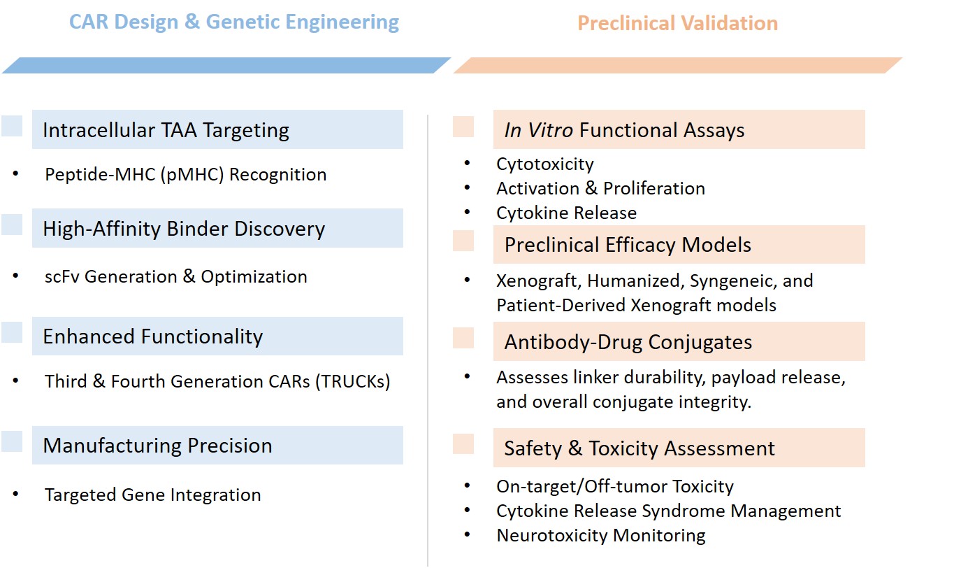 Analysis and testing of hybrid CAR development. (Creative Biolabs Original)