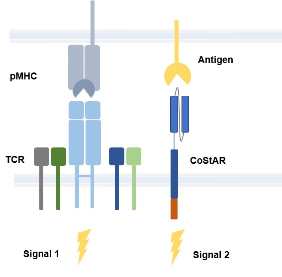 Fig.1 Schematic of CoStAR strategy. (Creative Biolabs Original)