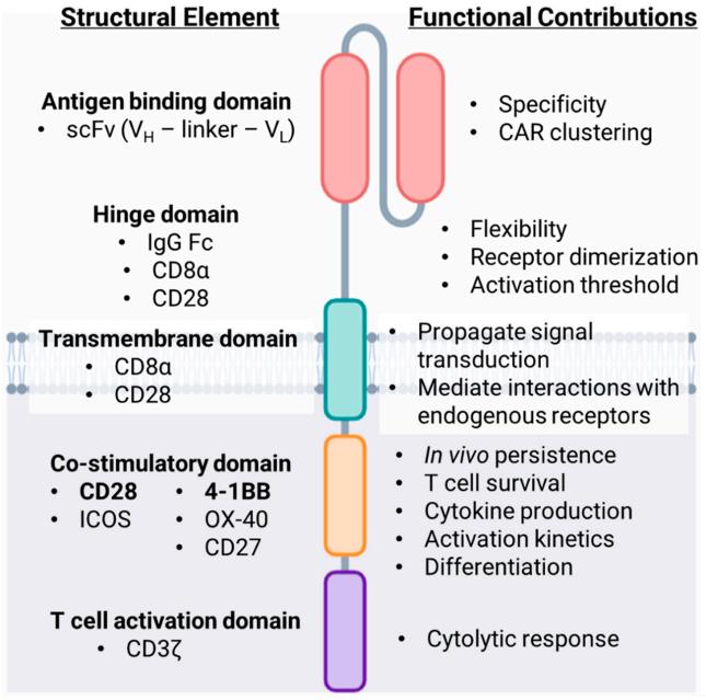 Fig.1 The structure of traditional CAR. (Honikel, M. M., & Olejniczak, S. H., 2022)