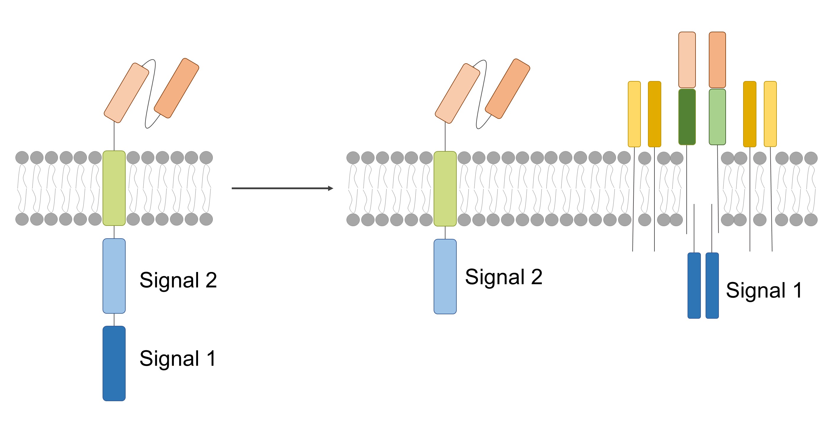 Fig.2 Co-stim CAR-T cells. (Creative Biolabs Original)