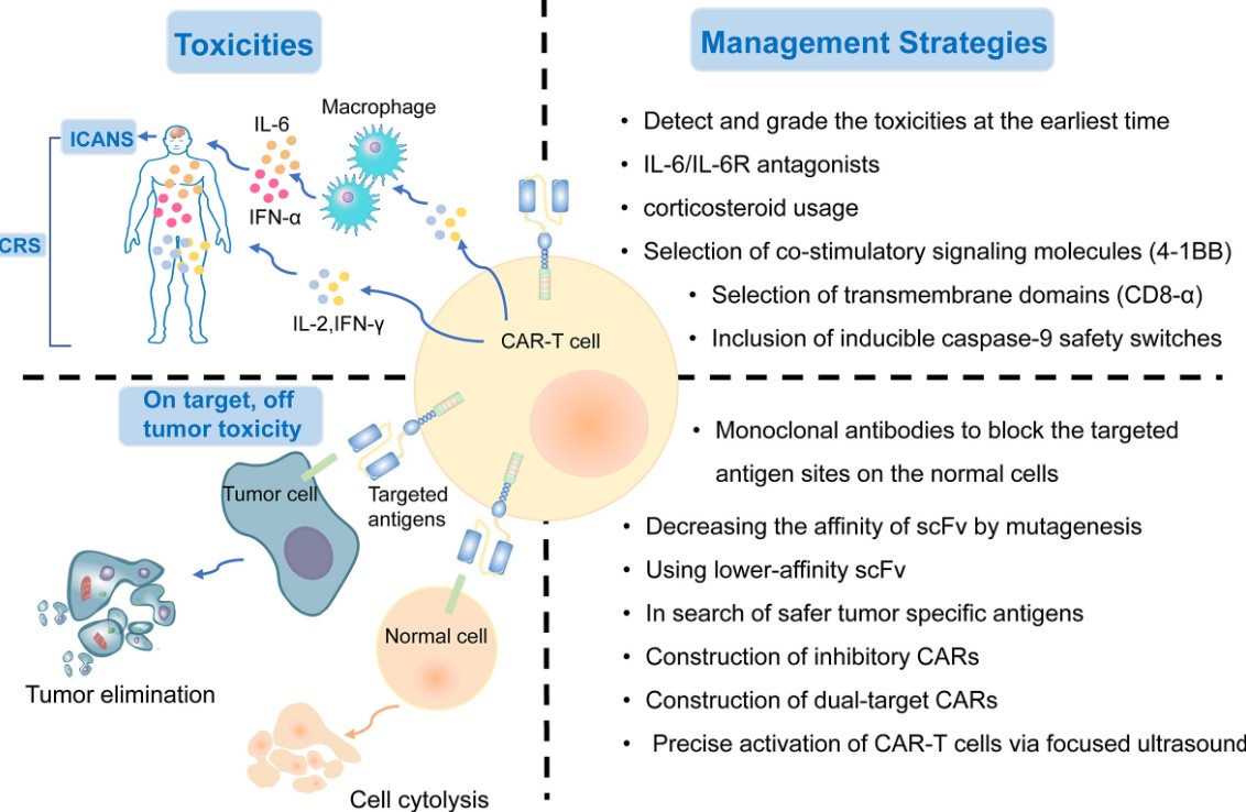 Fig.1 On-target, off-tumor toxicities. (OA Literature)