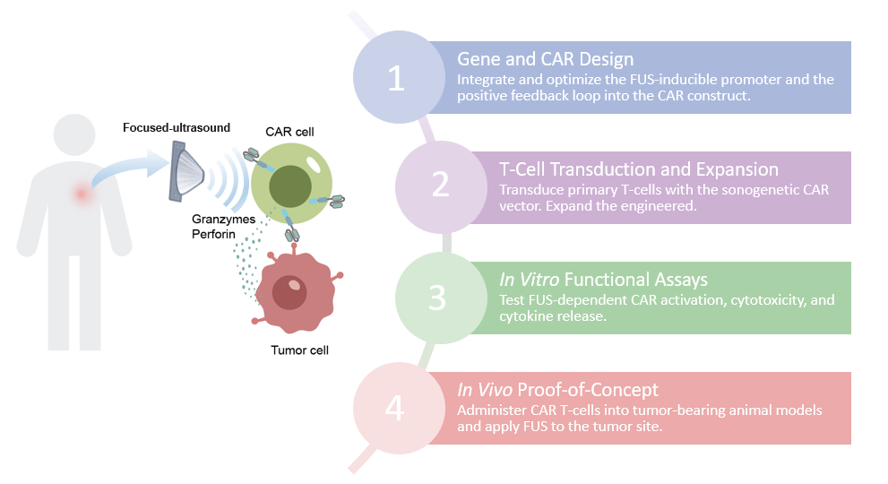 Workflow of sonogenetic CART. (Creative Biolabs Original)