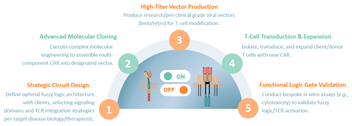 Workflow of TCR-controlled fuzzy logic CAR construction. (Creative Biolabs Original)