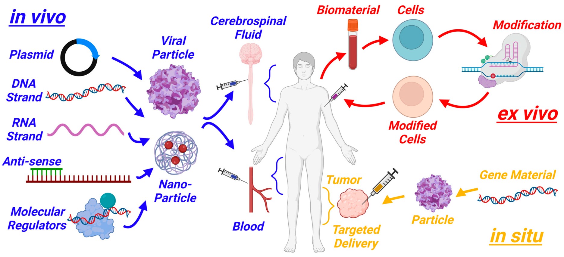 Fig.1 Schematic of three gene therapy approaches: in vivo, ex vivo, and in situ. (OA Literature)