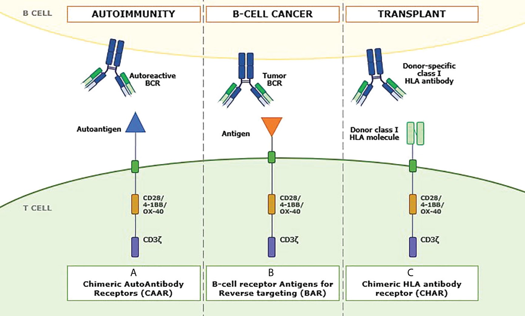 Fig.1 Role of ligands in other antibody-mediated diseases. (OA Literature)