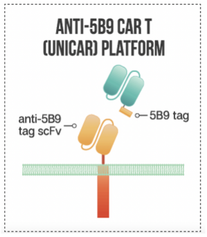 Figure 7. Anti-5B9 Tag CAR. (Sutherland, et al., 2020)