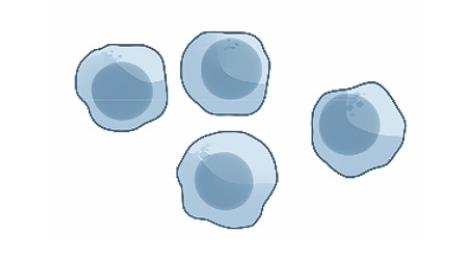 Primary T Cell Isolation. (Skorka, et al., 2020) 