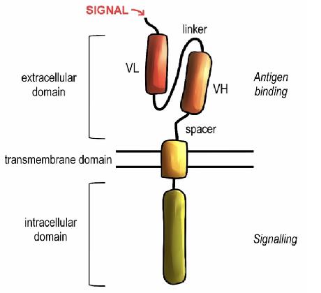 CAR Structure Design and Construction. (Skorka, et al., 2020) 
