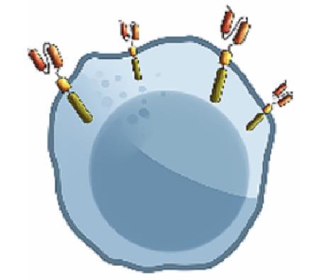 CAR Lentivirus Transduction. (Creative Biolabs)