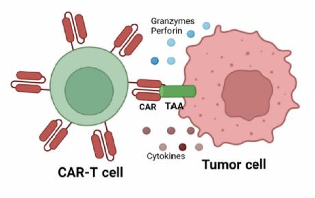 Antitumor Efficacy Tests. (Kandra, et al., 2022) 