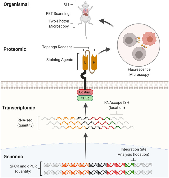 Comprehensive analytical methods for CAR characterization. (OA Literature)