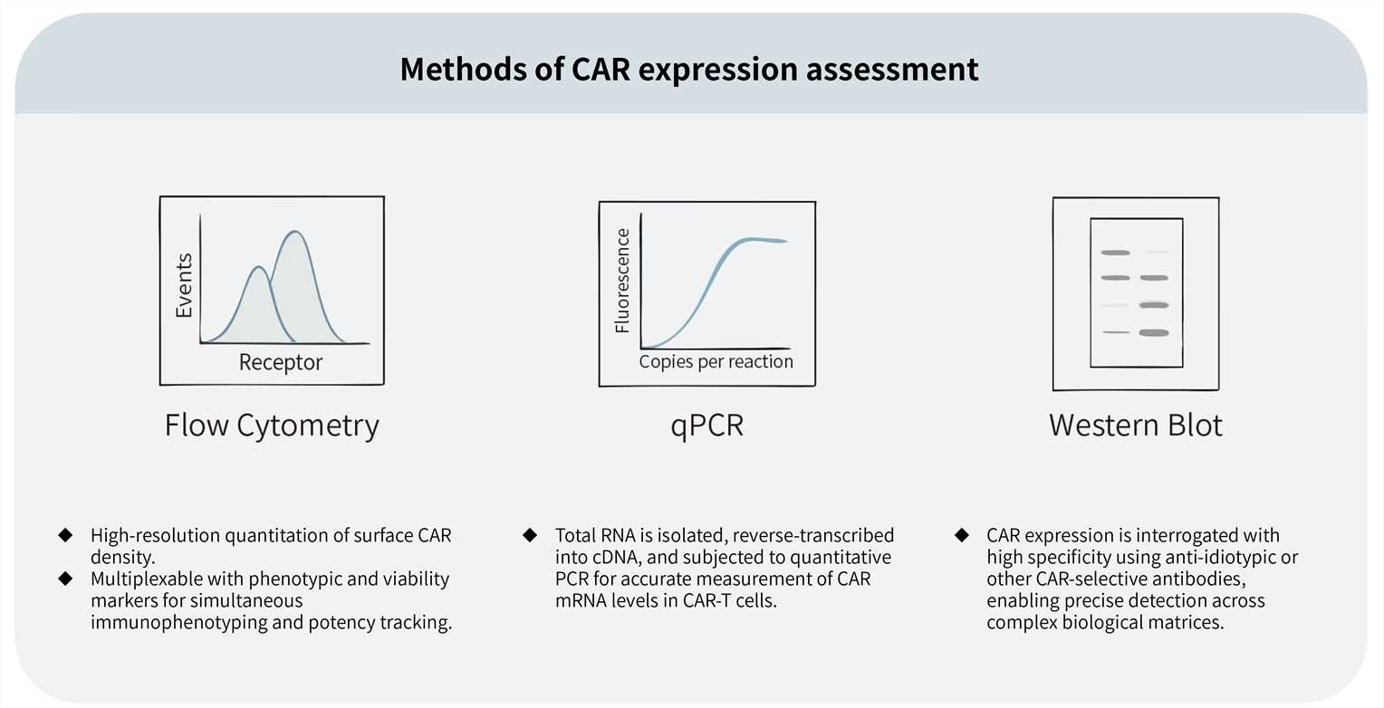 Featured services of CAR expression test services. (Creative Biolabs Original)