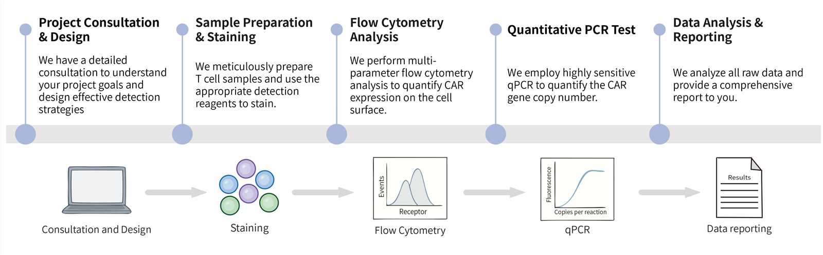 Workflow of CAR expression test services. (Creative Biolabs Original)