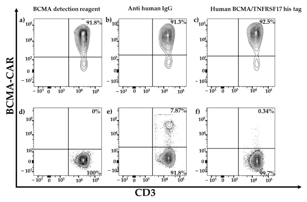 Assessment of CAR expression in anti-BCMA CAR-T cells. (OA Literature)
