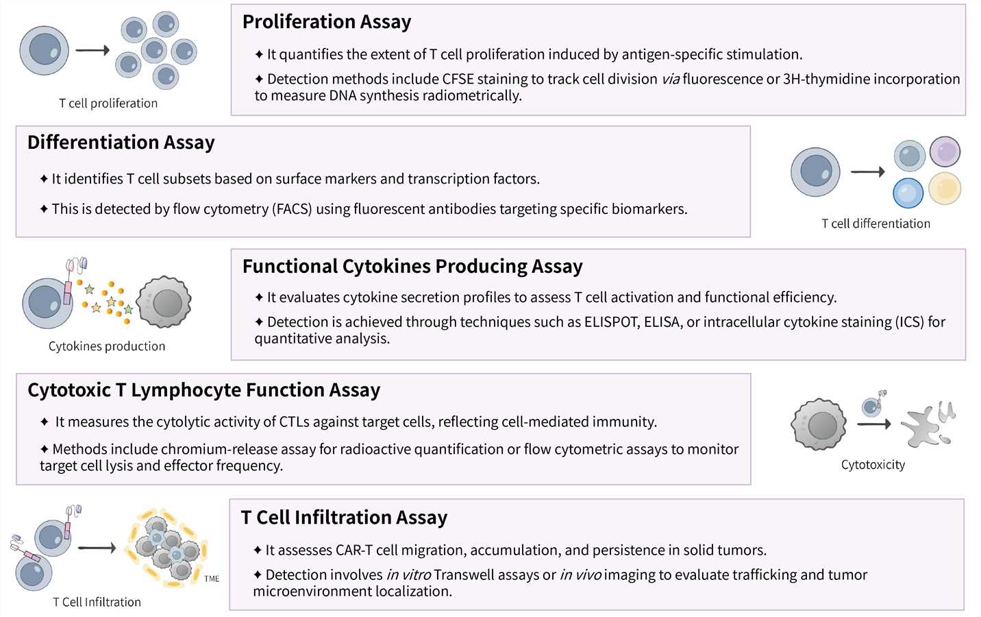 Featured services of enhancement or inhibition T cell response detection service. (Creative Biolabs Original)