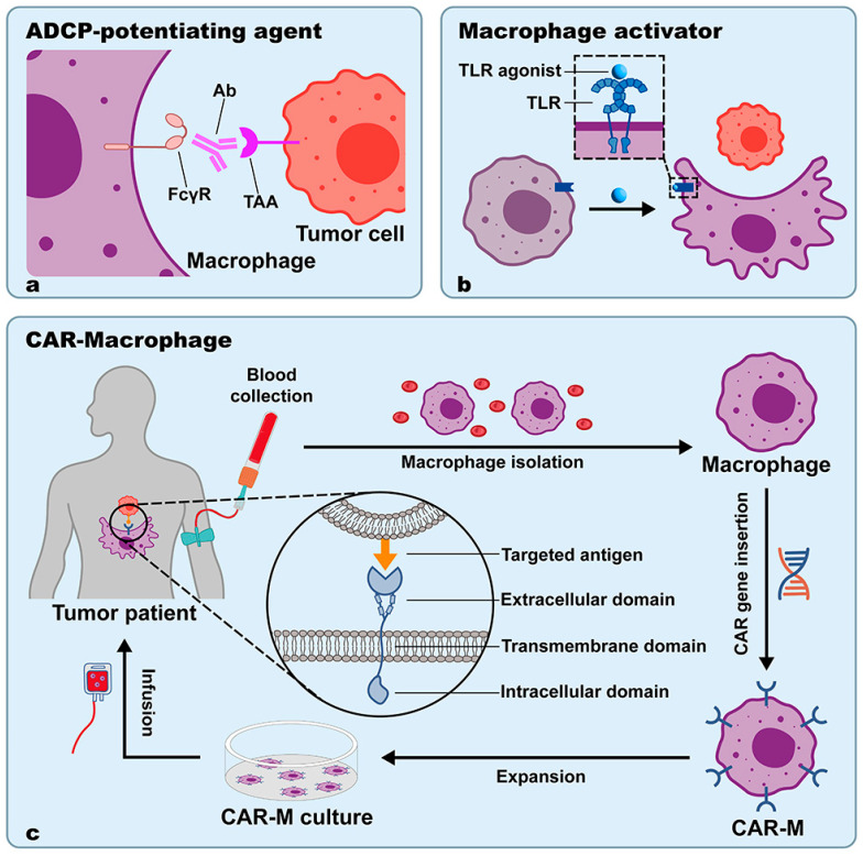 Modulating phagocytic activity: molecular targets and interventions to boost macrophage-mediated effector functions. (OA Literature)