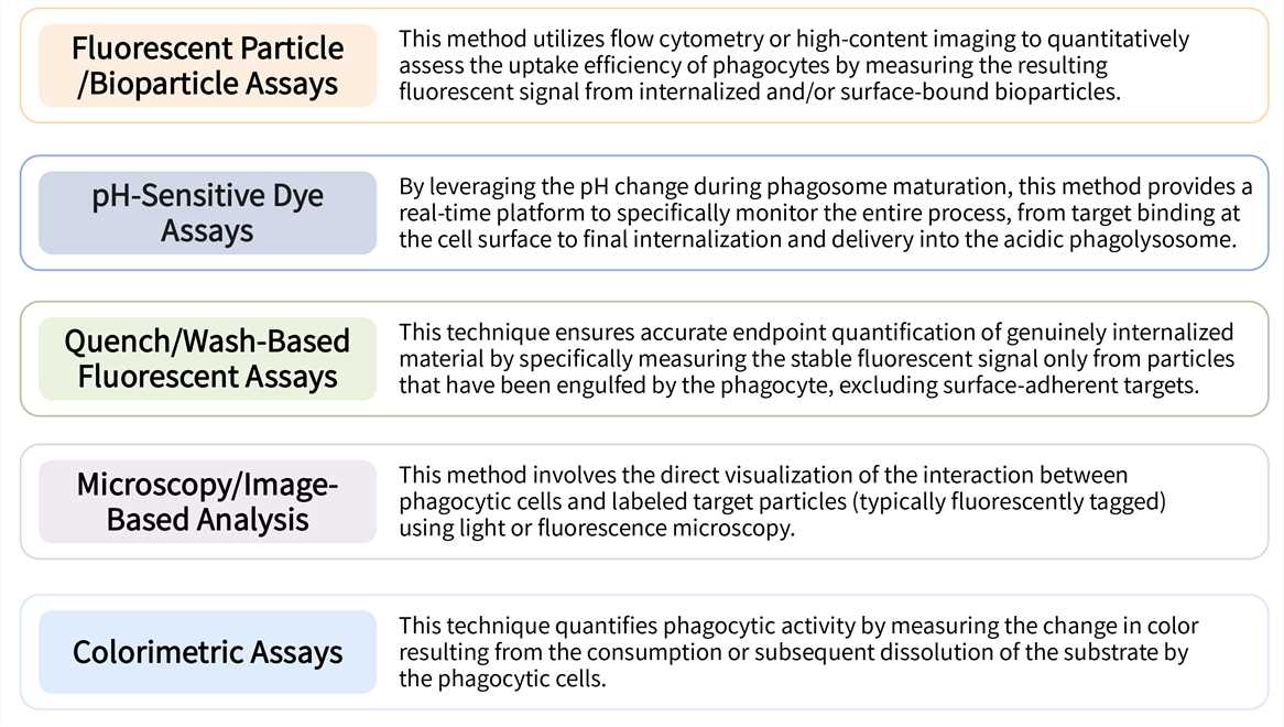 Featured services of CellRapeutics™ phagocytosis assay service. (Creative Biolabs Original)