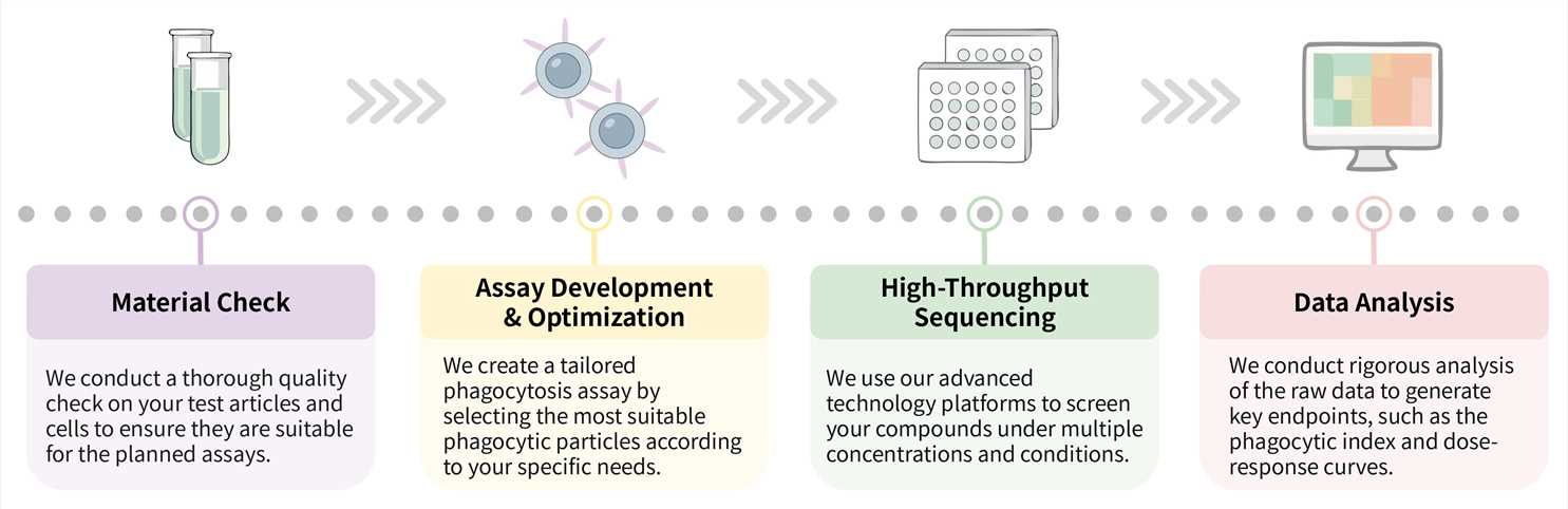 Workflow of CellRapeutics™ phagocytosis assay service. (Creative Biolabs Original)