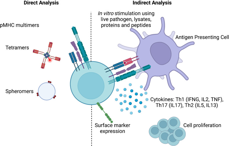 Assays for antigen specific T cell activation. (OA Literature)