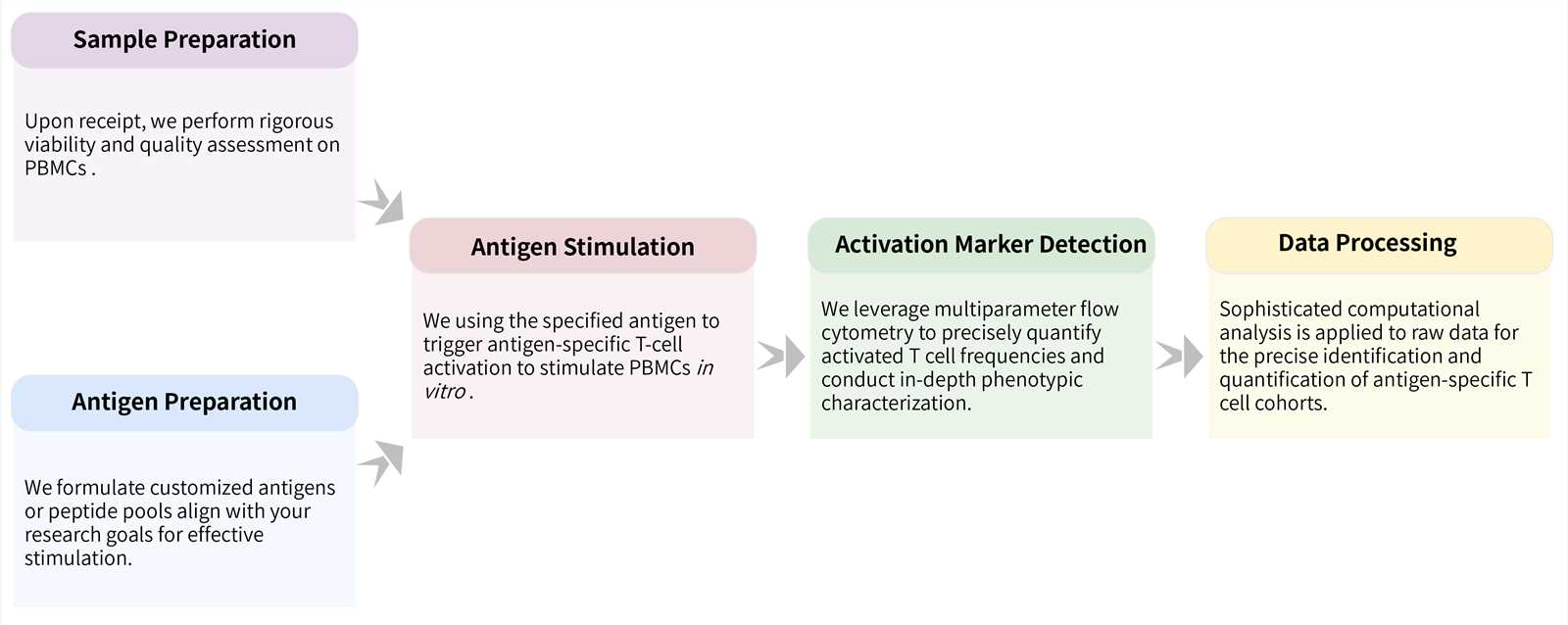 Workflow of antigen specific T cell activation assay service. (Creative Biolabs Original)