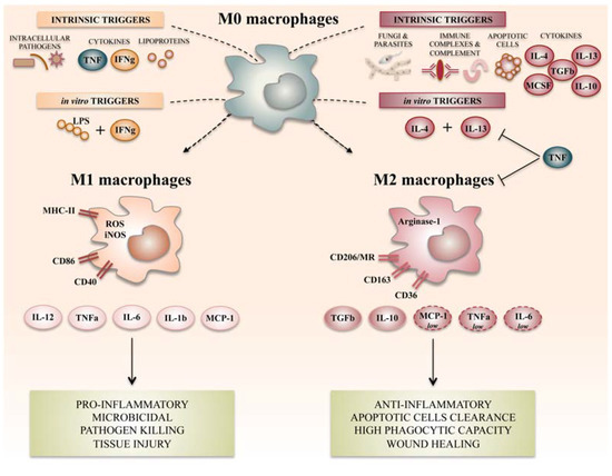 The spectrum of macrophage polarization states. (OA Literature)