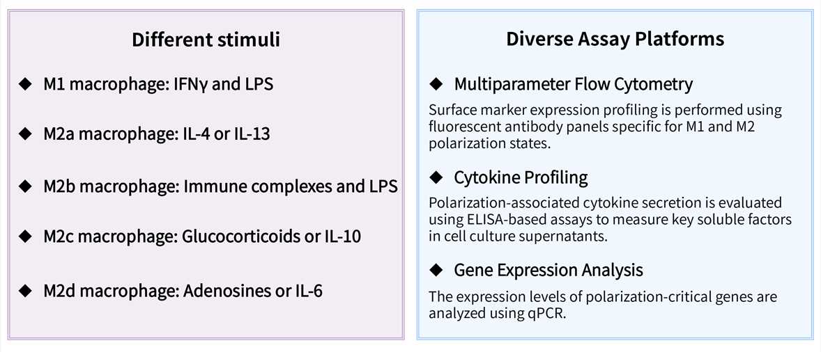 Featured services of macrophage polarization assay service. (Creative Biolabs Original)