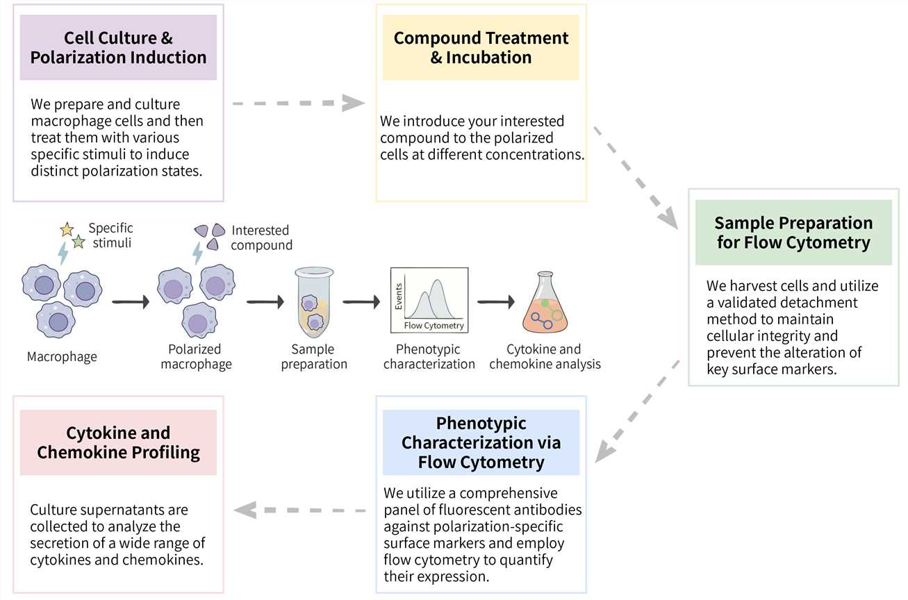 Workflow of macrophage polarization assay service. (Creative Biolabs Original)