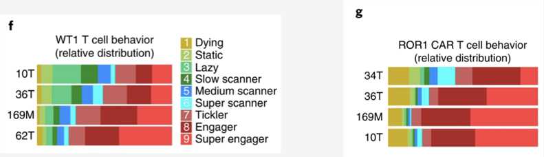 Establishing breast cancer organoids as in vitro models.