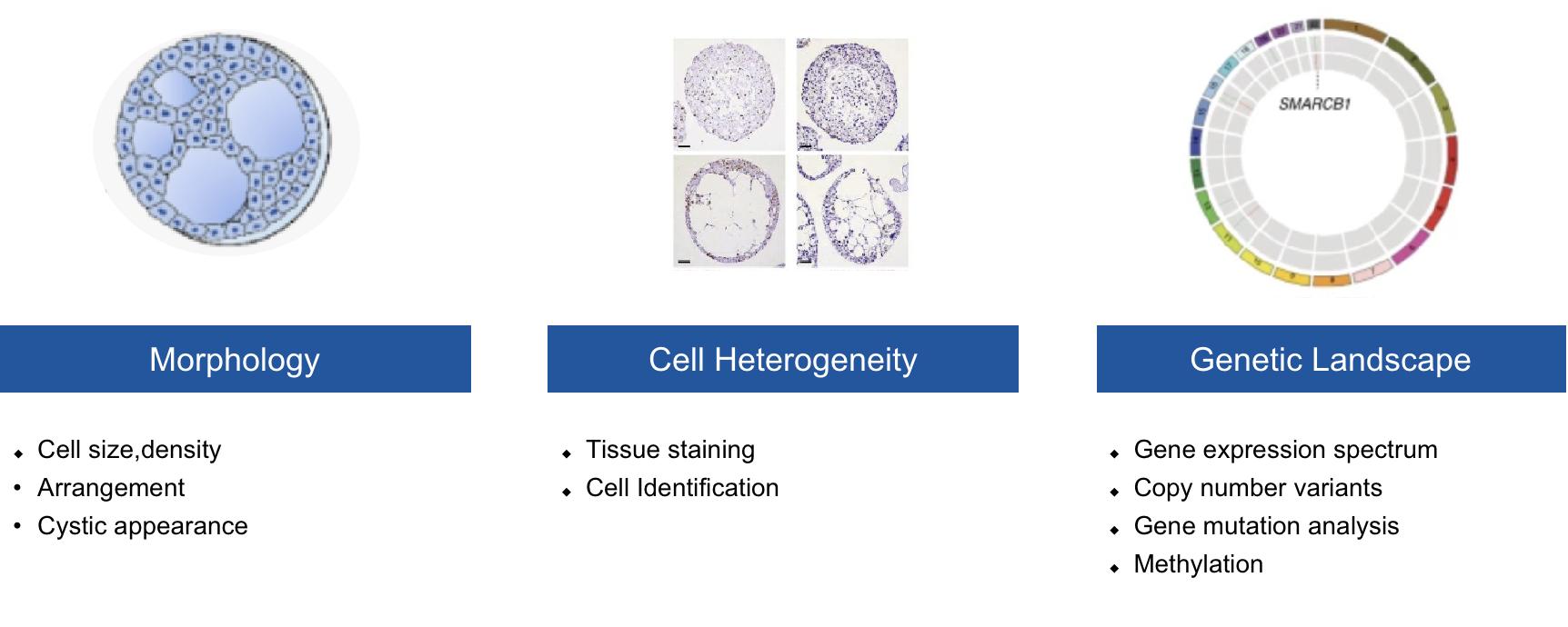 Kidney Organoid Characterization