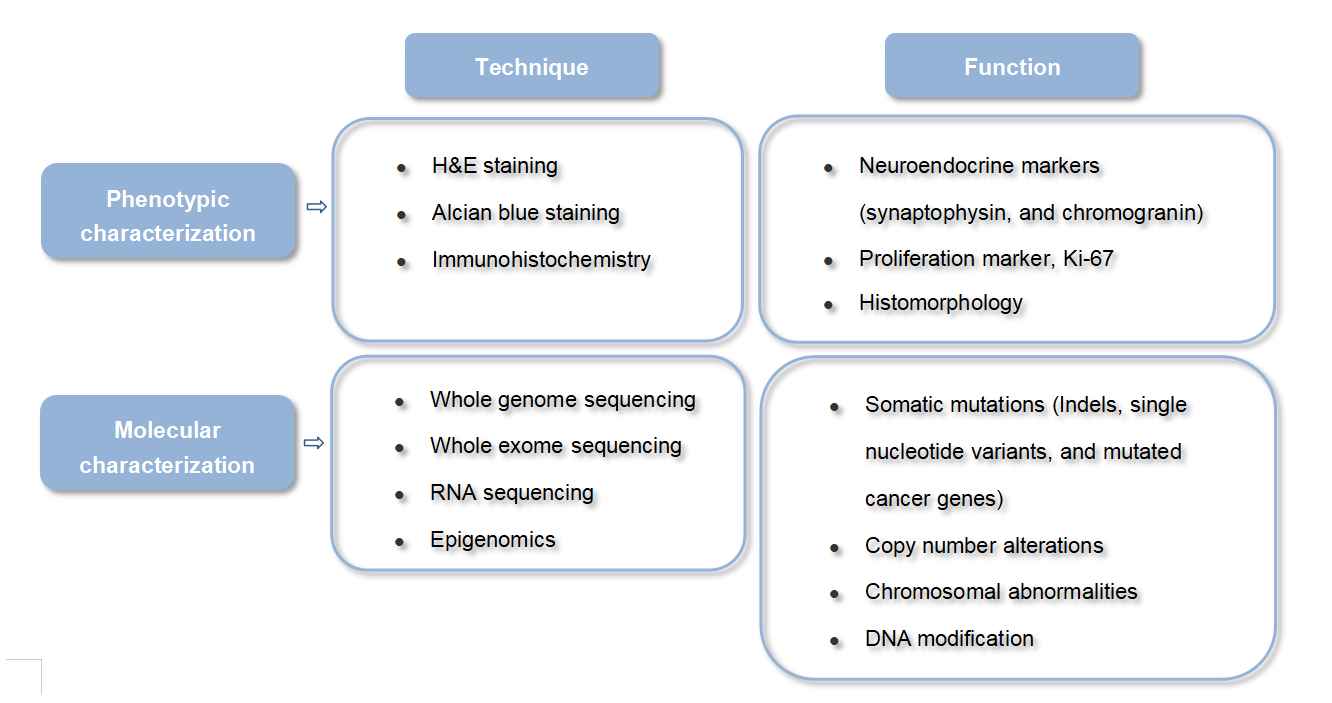 NEC Organoids Characterization