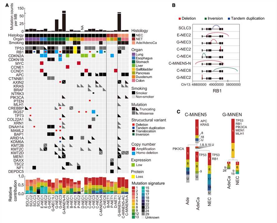 Genetic characterization of patient-derived GEP-NEC organoids.