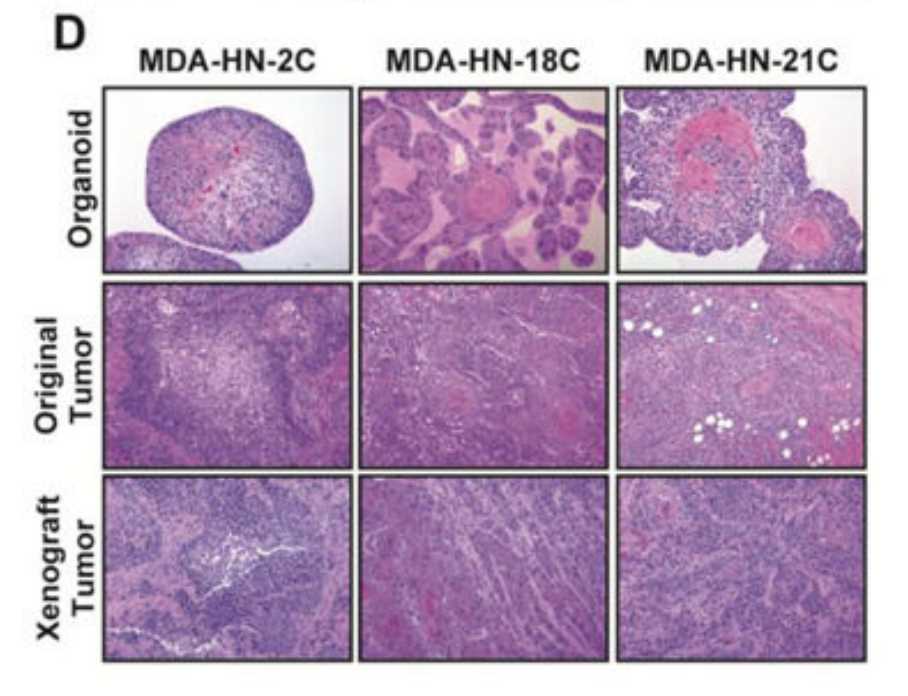 Organoids are tested for histological structure.
