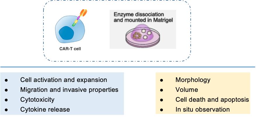 CAR-T Efficacy Test