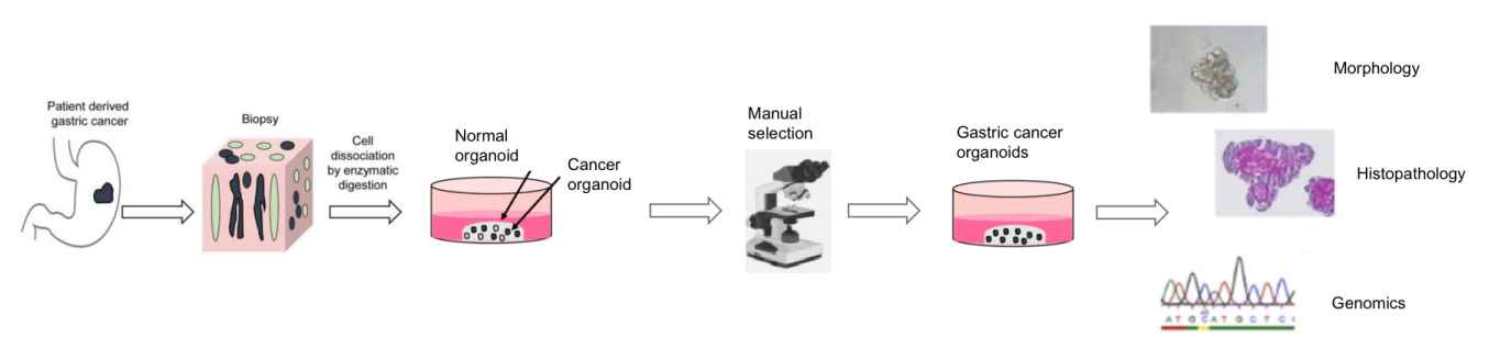The procedures for organoids establishment using basement membrane matrix.