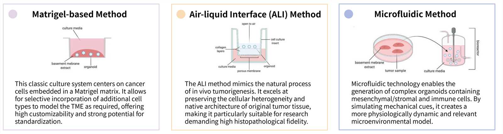 Available culture methods of OncoSolid™ cancer organoid model based CAR-T in vitro efficacy assay services. (OA Literature)