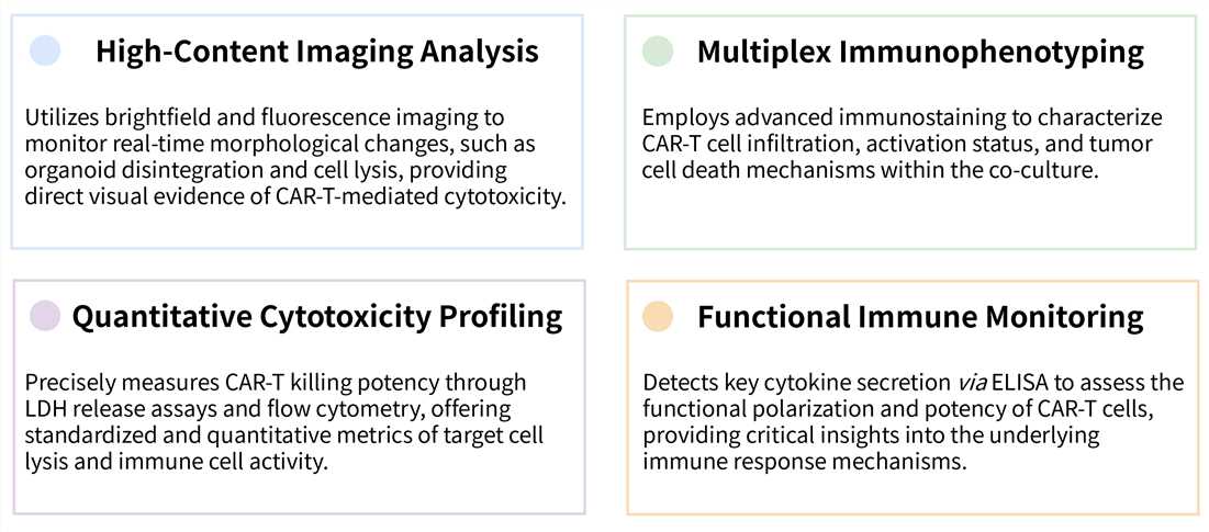 Our OncoSolid™ cancer organoid model based CAR-T in vitro efficacy assay services. (Creative Biolabs Original)