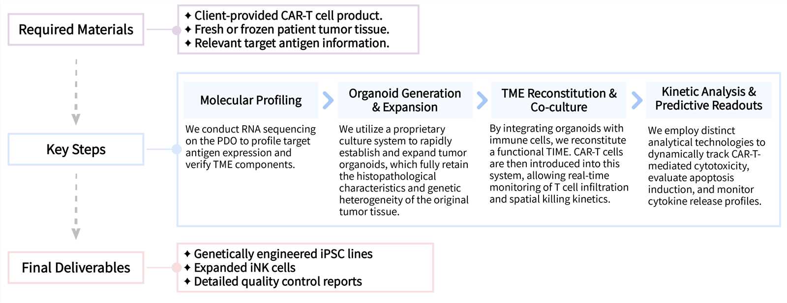 Workflow of OncoSolid™ cancer organoid model based CAR-T in vitro efficacy assay services. (Creative Biolabs Original)