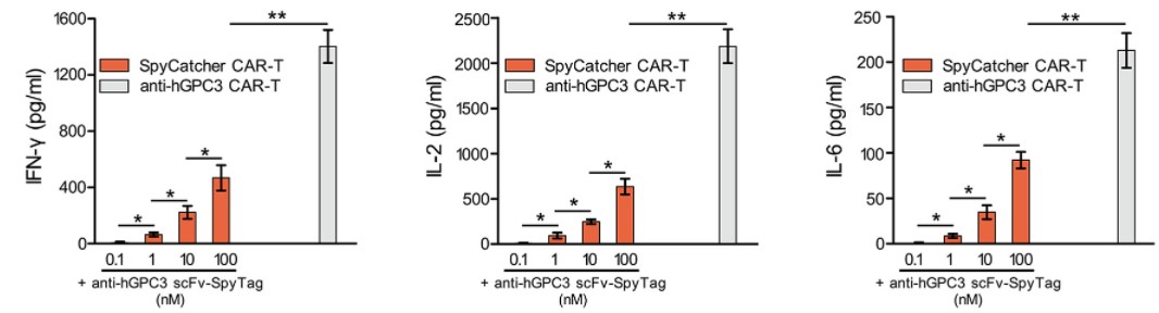 Fig.3 Analysis of cytokine release of anti-hGPC3 CAR-T cells in supernatants. (Liu, et al., 2020)