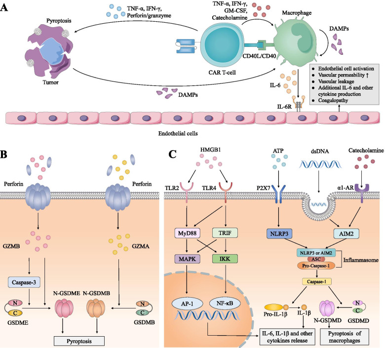 Mechanistic insights into cytokine release syndrome. (OA Literature)