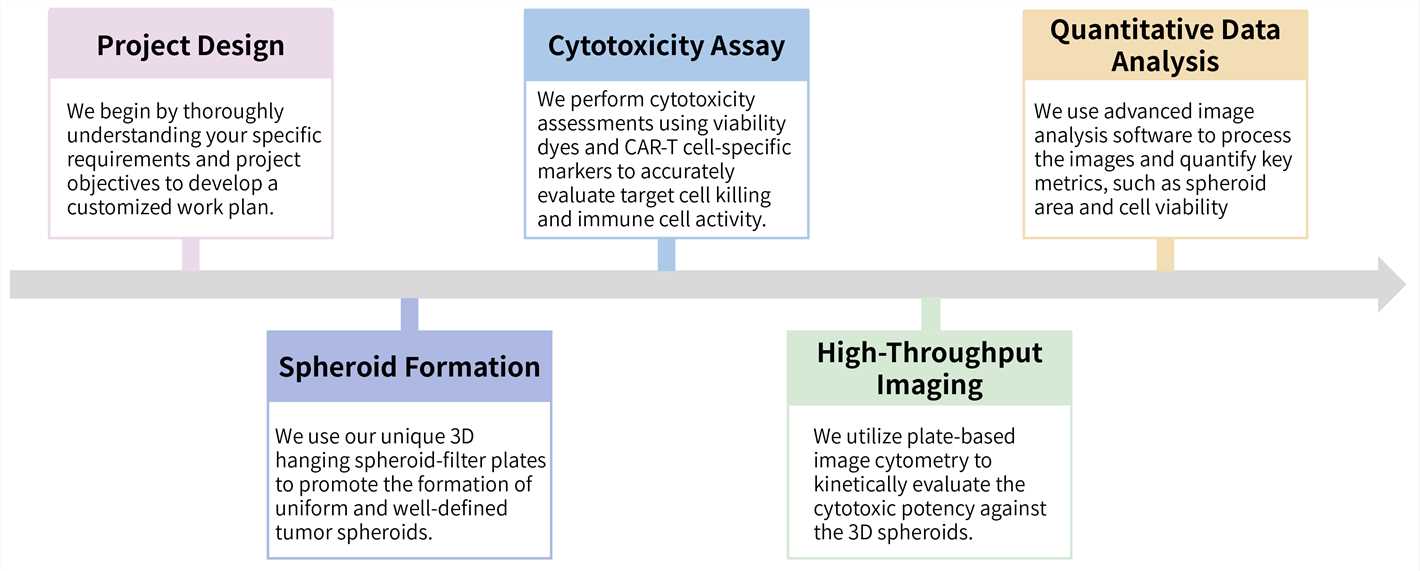 Workflow of 3D hanging spheroid plate-based cytotoxicity assay service. (Creative Biolabs Original)