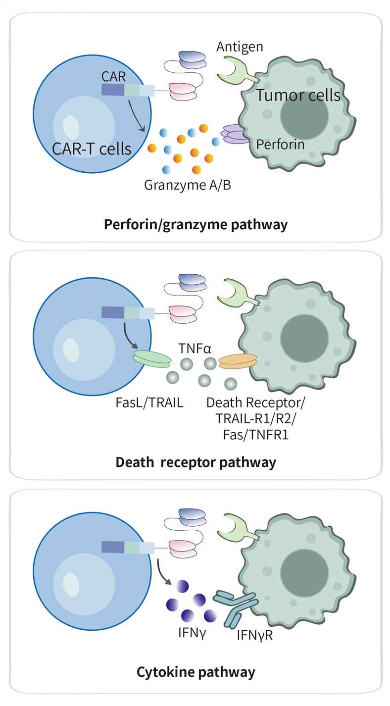 Cellular cytotoxicity: the multifaceted killing mechanisms of CAR-T cells. (Creative Biolabs Original)