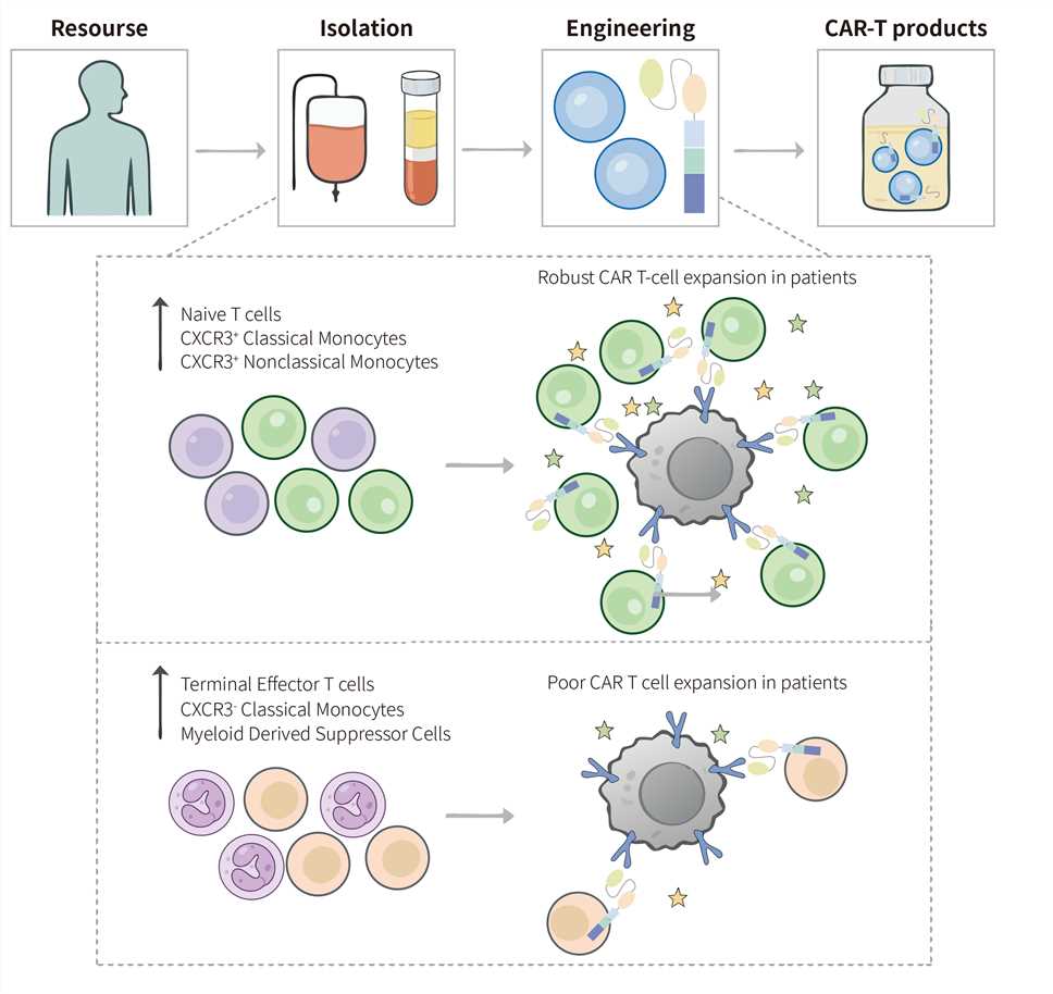 CXCR3+ monocytes and naive T cells govern CAR-T expansion in GD2 solid tumor trials. (Creative Biolabs Original)