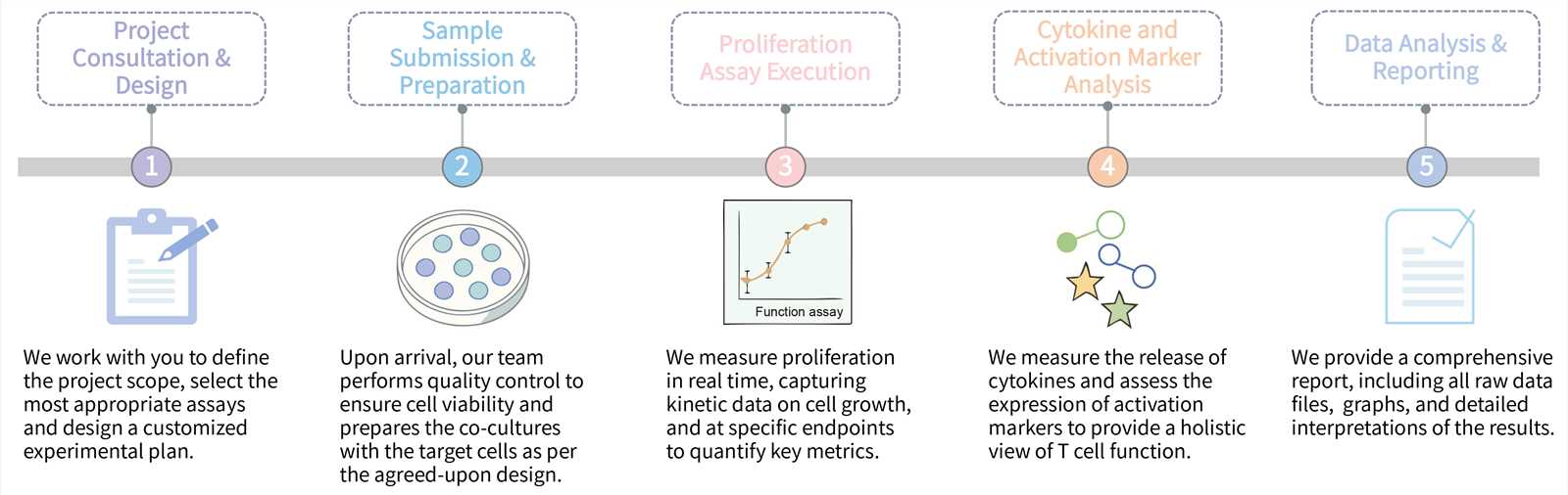 Workflow of CellRapeutics™ proliferation test service. (Creative Biolabs Original)
