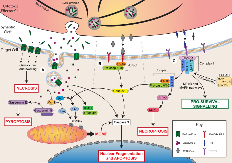 Multiple pathways of effector cells-mediated tumor cell lysis. (OA Literature)