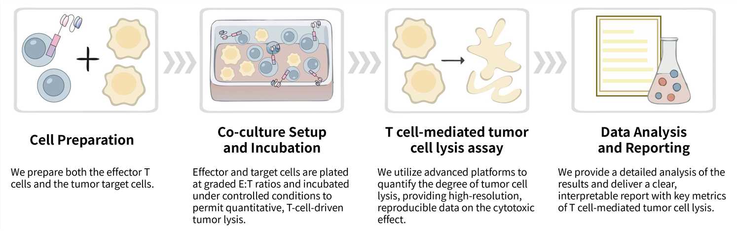 Workflow of T cell-mediated tumor cell lysis assay service. (Creative Biolabs Original)