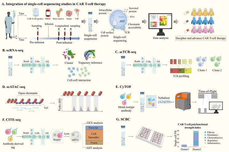 Revolutionizing CAR-T cell research with advanced profiling. (OA Literature)