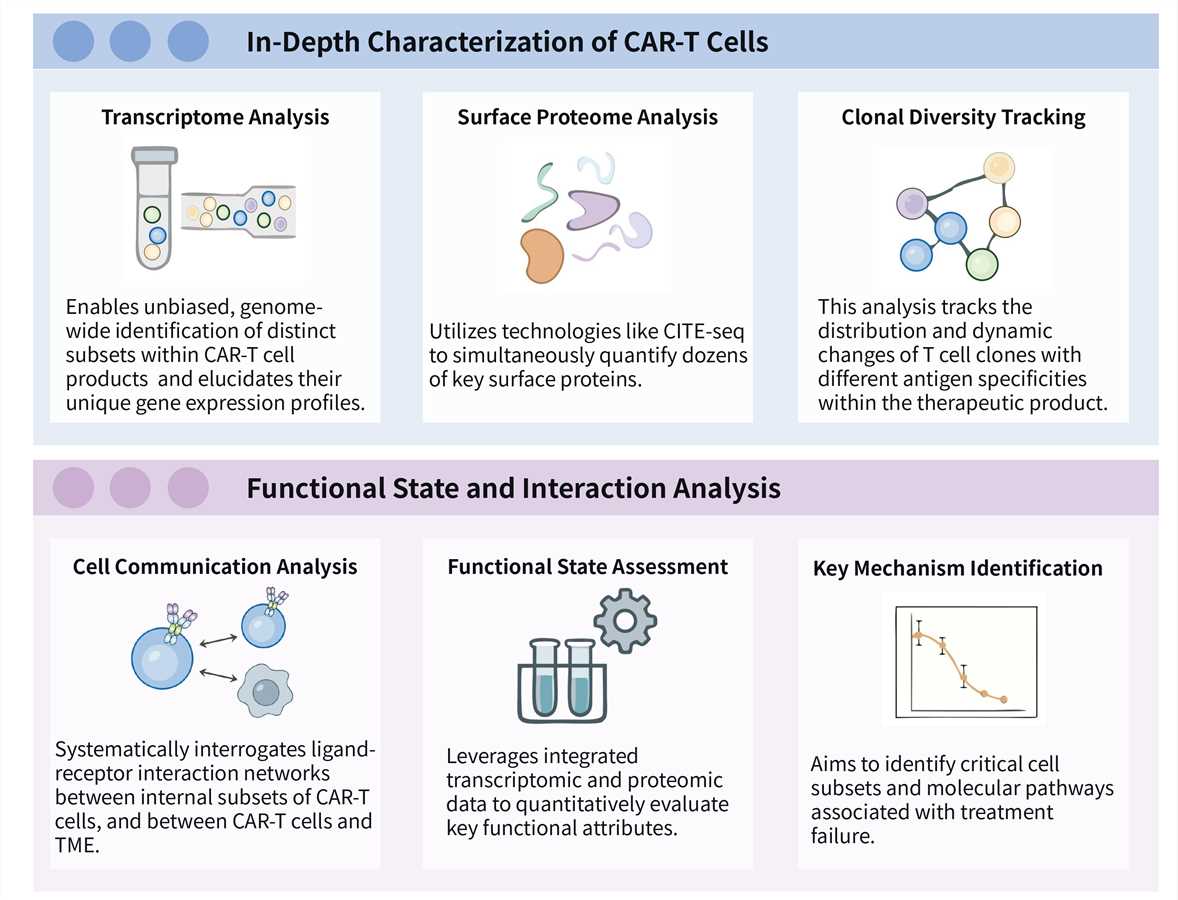 Featured services of high-resolution profiling service for CAR-T cell heterogeneity. (Creative Biolabs Original)