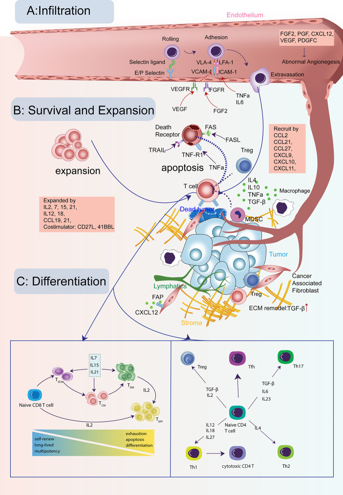Cytokine signals sculpting T cell fate and anti-cancer activity. (OA Literature)