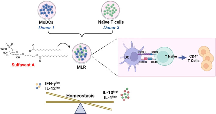 Mechanism of SULFA-mediated immunomodulation in mixed lymphocyte cultures. (OA Literature)