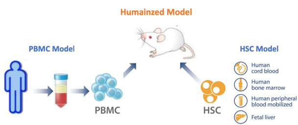 Humanization methods of the Hu-NOD/SCID/IL-2Rγnull mice model. (Creative Biolabs Original)